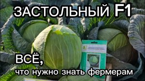 Капуста белокочанная Застольный - что нужно знать фермерам?