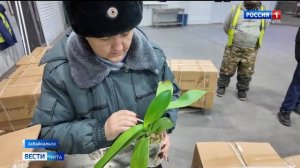Как Россельхознадзор в Забайкалье осуществляет контроль за ввозом импортных цветов