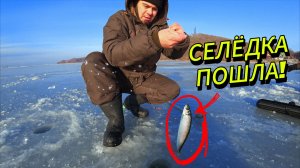 Такую рыбалку мы долго ждали | Селёдка клюёт как из бочки!