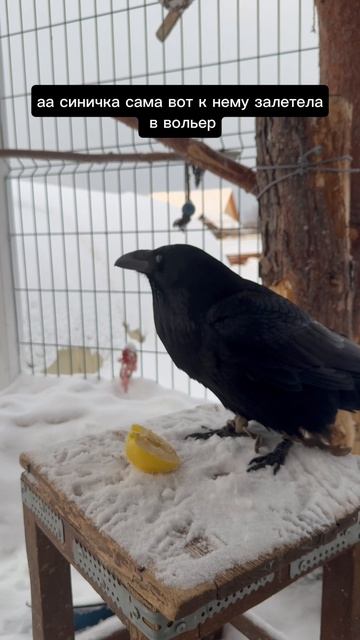 Яйцо яблоком закусывать смотреть онлайн