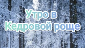 Утро в Кедровой роще