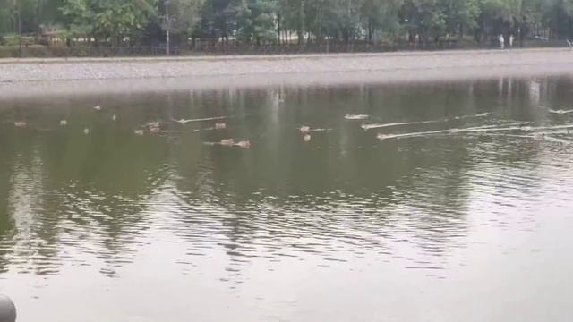 Вороново/ загароженный пруд. # смотреть онлайн