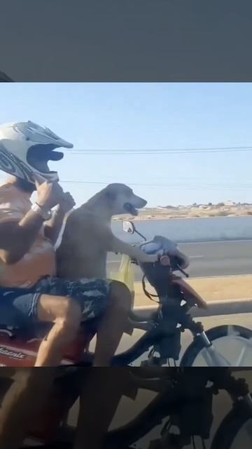 Когда хозяин пьян, а ехать надо. смотреть онлайн