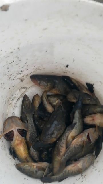 Финиш порадовал и на сковородку, и живец на хищника!!!