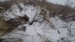 Охота на зайца с русской гончей. 1 февраля 2025г.