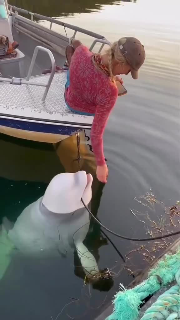 Белуга помогает пришвартоваться.