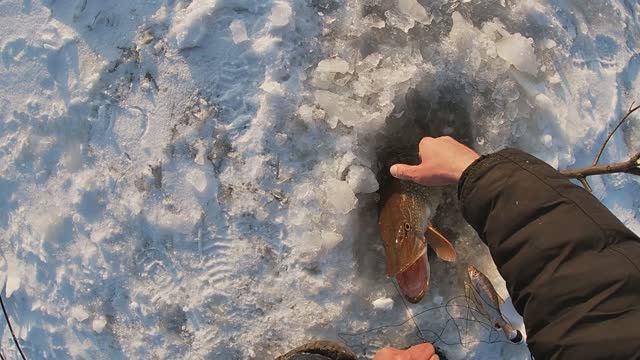 Жерлицы проверка. Первый лёд 2024 г. 1. смотреть онлайн