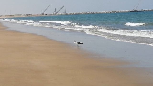 Гуляющая чайка