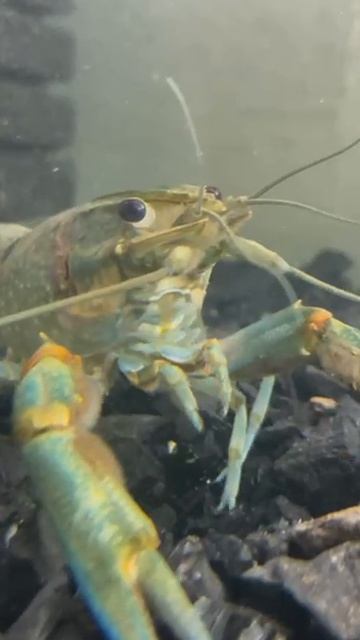 австралийские раки