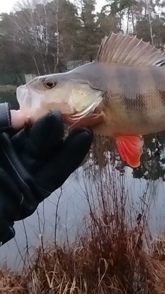 ЛОВЛЯ ОКУНЯ В ДЕКАБРЕ смотреть онлайн