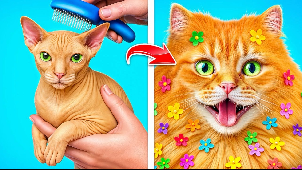 Забавные ситуации с животными и их хозяевами смотреть онлайн