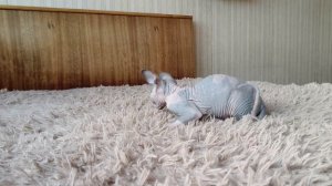 Keepers of the Fire Bacardi Blue Eurasia & Золото Фараонов