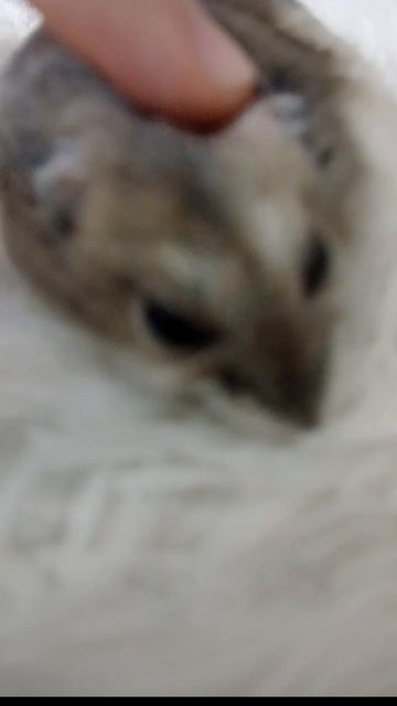 Скоро новый год, а Хома не рад зиме ☃️