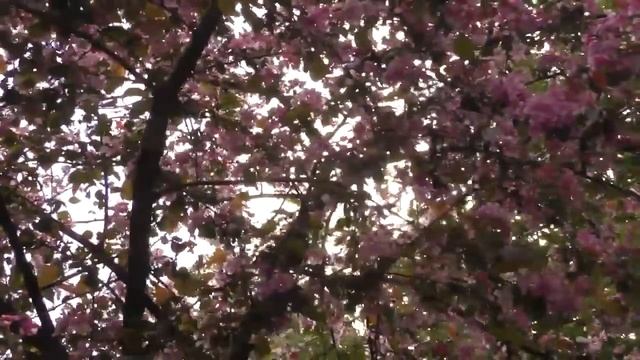 Запах сирени смотреть онлайн