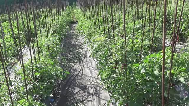 "Мучительное" формирование замерзших томатов. Применяю БУКЕТНЫЙ СПОСОБ. смотреть онлайн