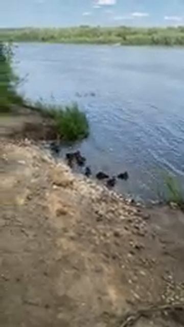 Река Ока ♂️♂️♂️♂️ смотреть онлайн