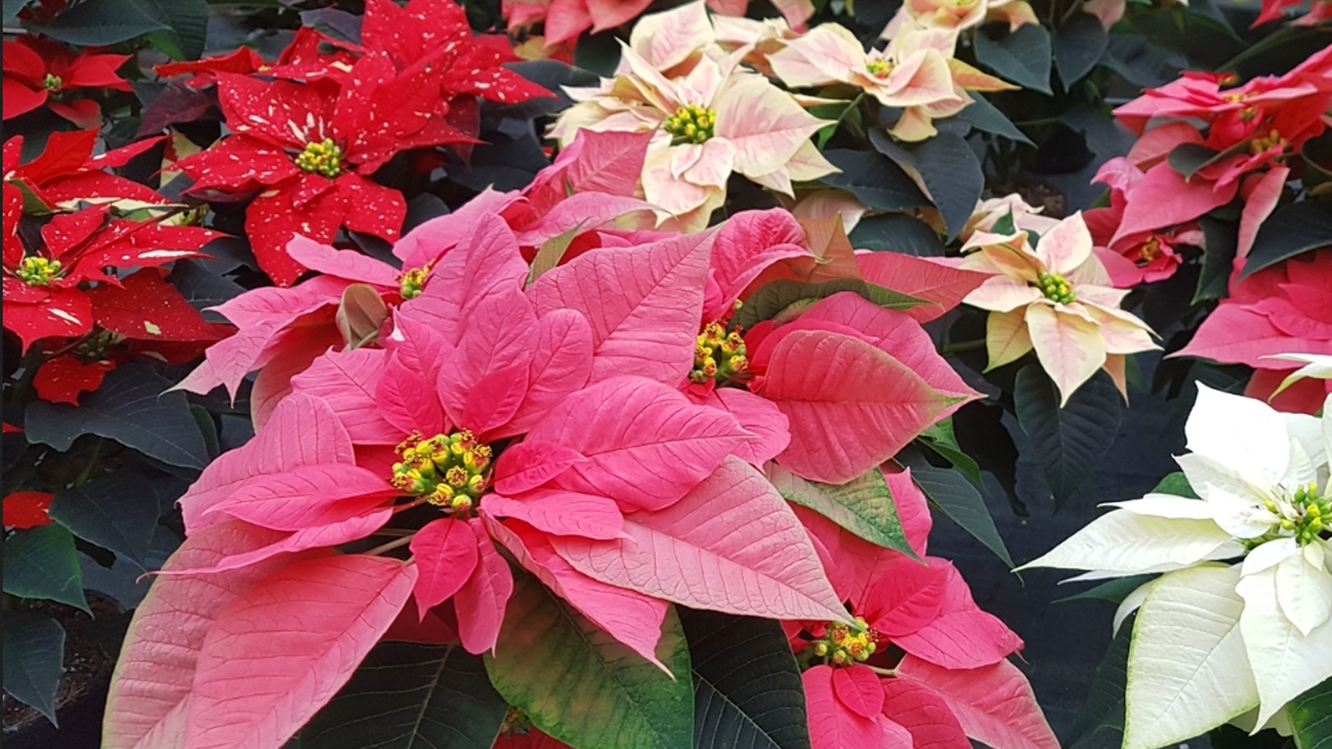 Обзор новинок пряжи. Шаль "Пуансеттия" из коллекции 12 месяцев. смотреть онлайн