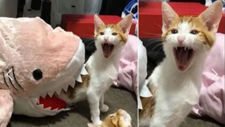 Смешные домашние животные 🤣Лучшие моменты СМЕШНОЕ ВИДЕО о Животных Видео приколы смотреть онлайн