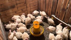 Декабрьские отёлы начались! Кого нам принесла Маргошка?