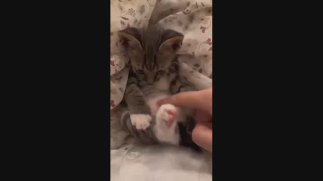 Милые котята!!!!!