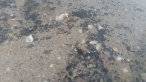 #Новый Выброс мазута в Анапе крокодилы водоросли декабрь 2025