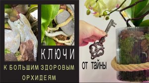 Дайте орхидее «крепко встать на ноги» 😉 орхо-разговоры