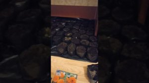 Сажаем ноготки дома к новому году