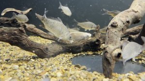 20 Карасей Судаку