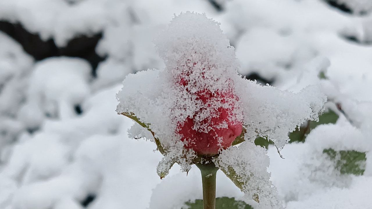 ПЕРВЫЙ СНЕГ НА КУБАНИ смотреть онлайн