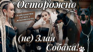Особенности съёмок с животными | Благородный доберман
