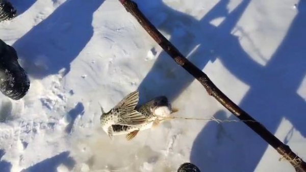 трудности на рыбалке.