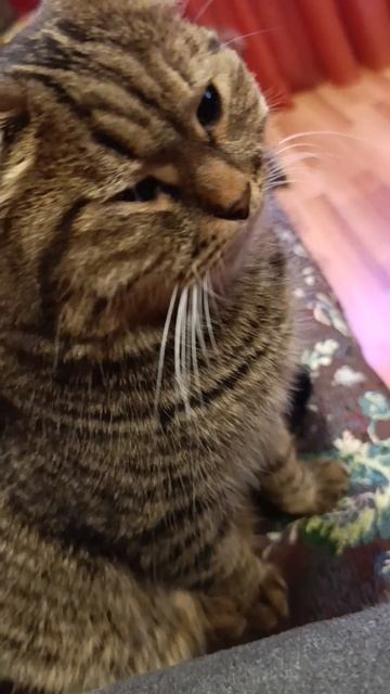 Зимний вечер с Барсиком смотреть онлайн