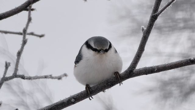 Зубы Шурале Айгир декабрь 2025 смотреть онлайн
