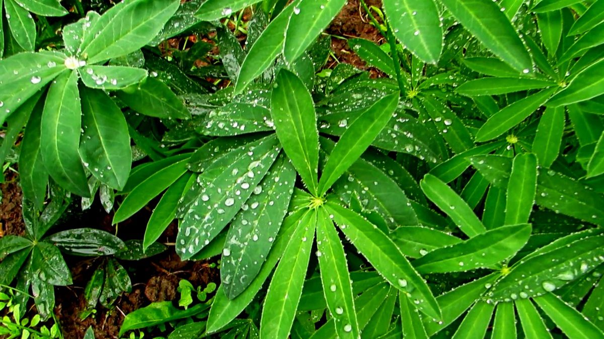 После дождя смотреть онлайн