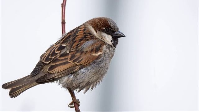 Звук воробья, чириканье воробья. Голоса птиц, как поёт Воробей. Пение воробья