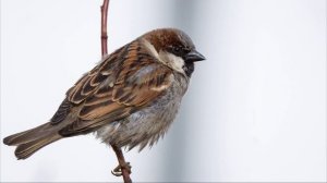 Звук воробья, чириканье воробья. Голоса птиц, как поёт Воробей. Пение воробья