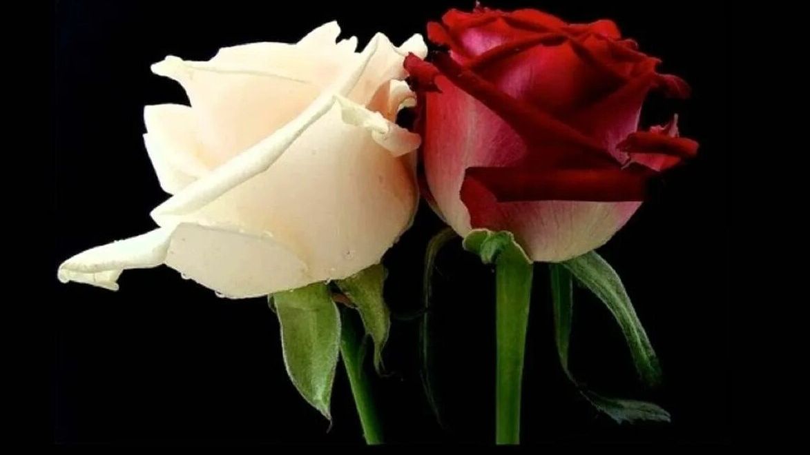 Две розы смотреть онлайн