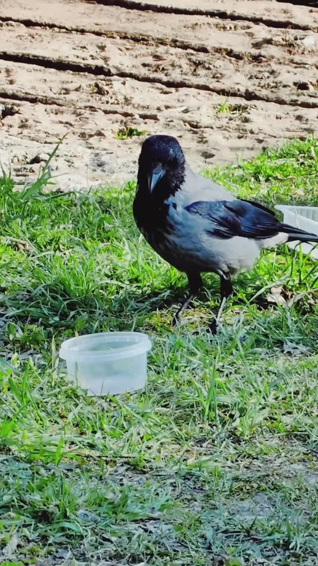 Сергей и Алиса | История двух сердец | Дачные видеозарисовки | День Добрых Дел | Часть 6