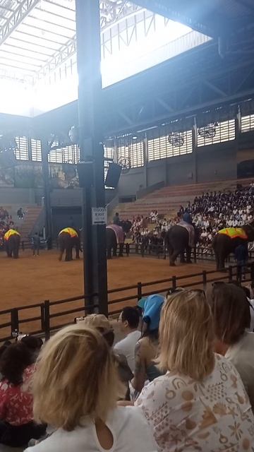 Никогда не видел такого в зоопарке Что скрывает шоу слонов в Nong Nooch? смотреть онлайн