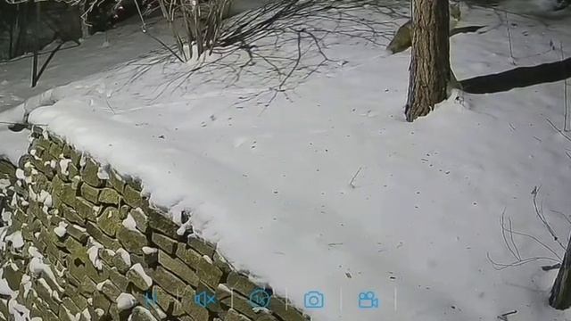 Лиса смотреть онлайн
