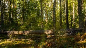 Тайга.  Таежные истории