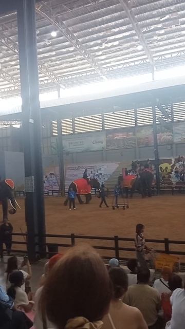 Зрители аплодируют слону — и я тоже Что скрывает шоу слонов в Nong Nooch? смотреть онлайн