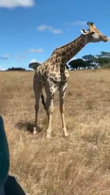 Жирафы едят не только с деревьев. Когда им требуется что-то с Земли, они делают вот так. смотреть онлайн