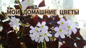 Мои домашние цветы