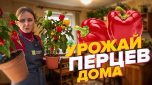 ПОДКОРМКА ДЛЯ ПЛОДОНОШЕНИЯ КОМНАТНЫХ ПЕРЦЕВ, ЧТОБЫ БЫЛ УРОЖАЙ