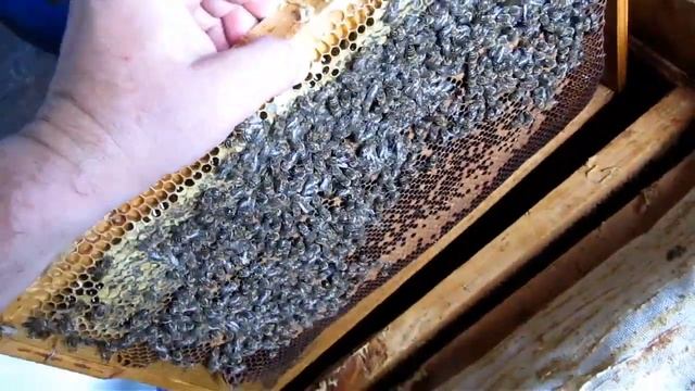 СОХРАНЕНИЕ  ЭЛИТНЫХ МАТОК  ч.1 .МЕТОД РАМИЕВА