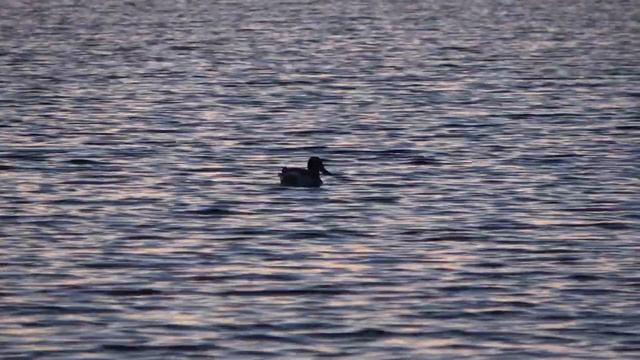 Утка широконоска,голос🦆🦆 смотреть онлайн