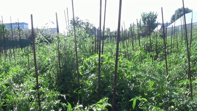 В этом 2023 году все томаты на улице замерзли. Как было в мае и как сейчас. Показываю. смотреть онлайн