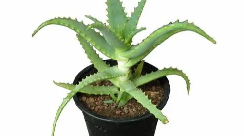 Алоэ - домашний цветок смотреть онлайн