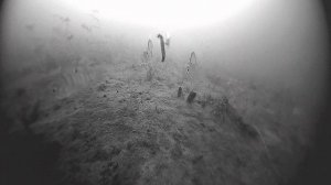 Рыбалка, зима, морозец) Охота на полосатого 2025-2026 открыта)